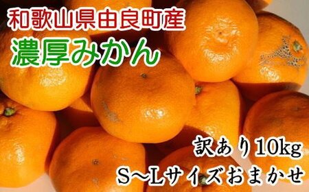 y󂠂Eƒpza̎RRǒŶ݂10kgiTCY܂j2025N11{菇mTM194nytec878Az