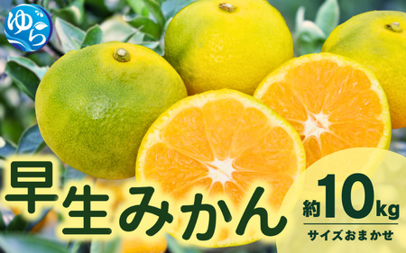 RǑ݂(TCY܂)10kg ɑ  Rǒ a̎R k  n Â ~J k ʎ  t[cyeiw002z