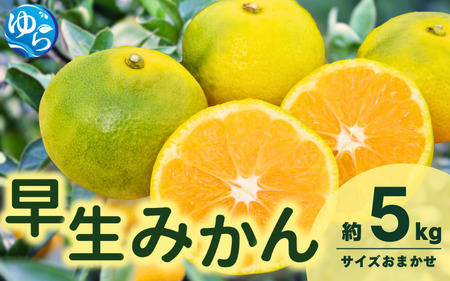 由良早生みかん(サイズおまかせ)約5kg[eiw001]