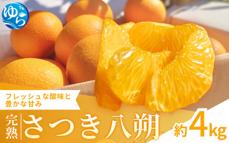 [来シーズン先行予約]完熟さつき八朔 約4kg[2026年3月下旬頃から発送予定] / はっさく ハッサク 柑橘 由良町 果物 フルーツ くだもの 産地直送 和歌山[kzmn002]