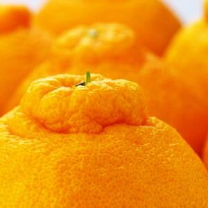 こだわり農家の 濃厚 不知火 12〜24玉 (約5kg)[先行予約][MS39]