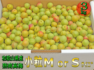 [梅干・梅酒用]小粒(SまたはM-3Kg)熟南高梅[2026年6月下旬〜7月中旬発送予定]フルーツ 果物 くだもの 食品 人気 おすすめ 送料無料[ART20]