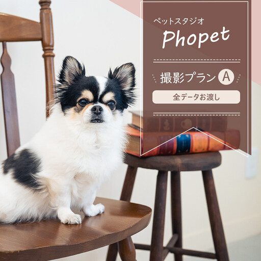 ペットスタジオPhopet 撮影プランA・全データお渡し