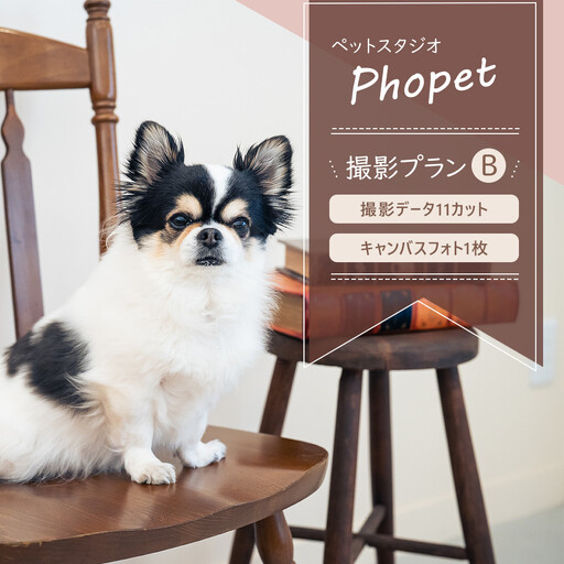 ペットスタジオPhopet 撮影プランB・撮影データ11カット キャンバスフォト一枚