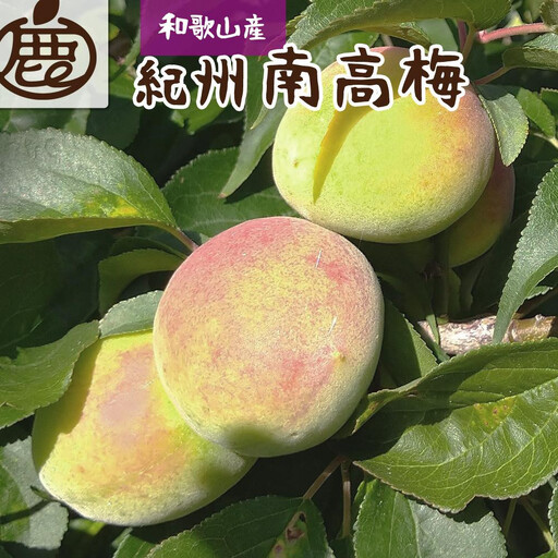 厳選 紀州南高梅(青梅)1kg+250g(傷み補償分)[梅干し・梅酒・梅ジュース]