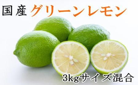 [産直]和歌山産グリーンレモン約3kg(サイズ混合)★2025年10月下旬頃より順次発送[TM7]