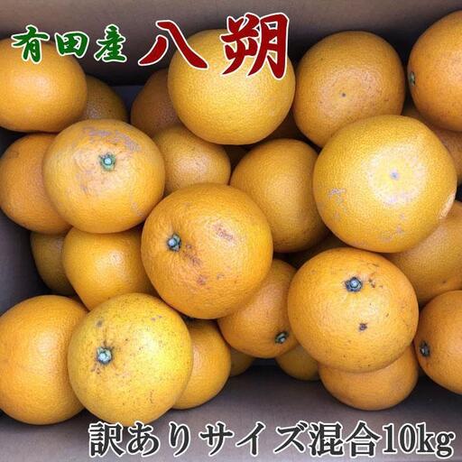［手選果・訳あり］有田産の八朔10kg（サイズ混合）★2027年1月下旬頃より順次発送［TM114］
