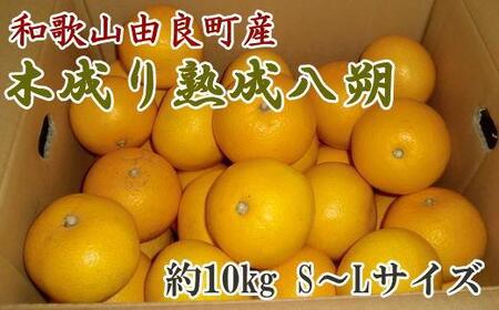 [産直]和歌山由良町産の木成り熟成八朔約10kg(S〜Lサイズをお届け)★2026年3月中旬頃より順次発送[TM135]
