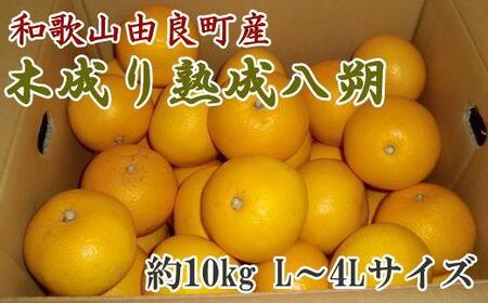mYna̎RRǒY̖ؐn10kgiL`4LTCY͂j2026N3{菇mTM137n