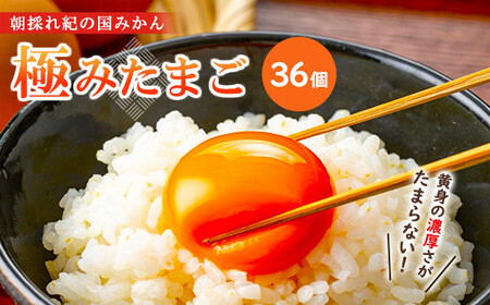 たまご  紀の国みかん極みたまご36個 卵 たまご 玉子 タマゴ 鶏卵  卵かけご飯 