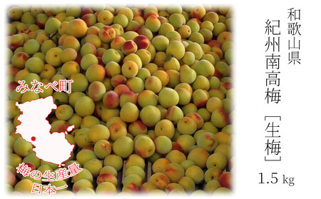 [先行予約]紀州産 完熟南高梅 生梅 1.5kg[2026年発送分]hjumys024