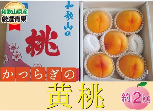 かつらぎの黄桃★[品種おまかせ]約2kg(5〜8玉)[2026年6月下旬〜2026年8月上旬順次発送]|桃 黄桃 フルーツ 果物 [A256-frks149]