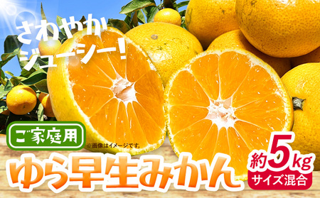 [2025年先行予約]みかん ゆら早生みかん ご家庭用 5kg サイズ混合 GOGO農園[2025年10月上旬-11月末頃出荷] 和歌山県 日高川町 ゆら早生みかん みかん 早生 柑橘 蜜柑 フルーツ 送料無料