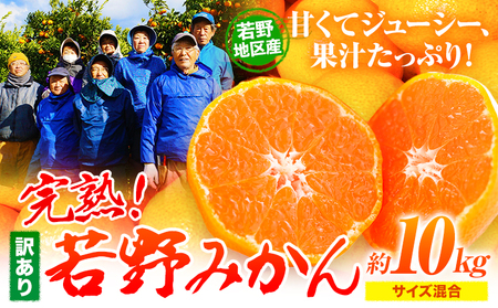 訳あり みかん 10kg 完熟 若野みかん 約10kg サイズ混合 圦本農園 [11月下旬-1月上旬頃出荷]和歌山県 日高川町 送料無料 訳あり 10キロ わけあり わけあり 若野 ミカン 柑橘 完熟 フルーツ 果物 お取り寄せフルーツ