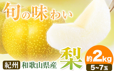 ys\zIBa̎RY̗ 2kg 5`7 ϔ ߏXs8{-9{oׁta̎R 쒬 a̎RY  Ȃ iV 蕨 Mtg