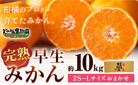 早生 みかん 2S〜Lサイズ 約 10kg どの坂果樹園[12月上旬-2月上旬頃出荷予定] 和歌山県 日高川町 みかん 早生 旬 柑橘 フルーツ 果物 蜜柑 ミカン