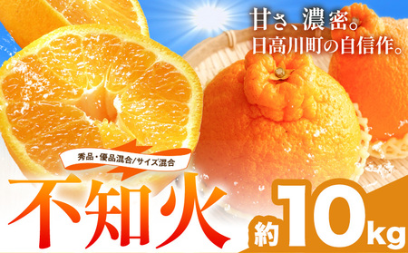 不知火 秀品・優品混合/サイズ混合 10kg 中畑農園 しらぬい 柑橘