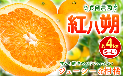 紅八朔 約4kg 長岡農園[2027年3月下旬-5月中旬頃出荷] 和歌山県 日高川町 紅八朔 八朔 はっさく べにはっさく 柑橘