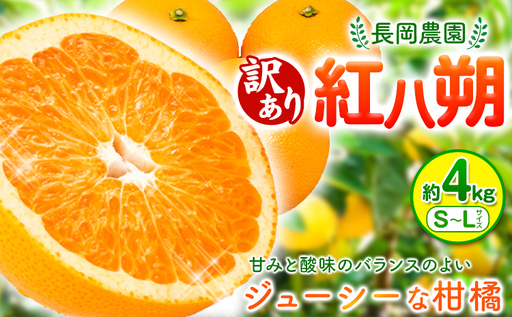 [訳あり]紅八朔 約4kg 長岡農園[2027年3月下旬-5月上旬頃出荷] 和歌山県 日高川町 紅八朔 八朔 はっさく