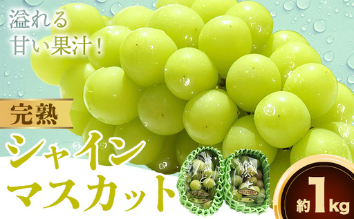 完熟 シャインマスカット 約1kg マスカット