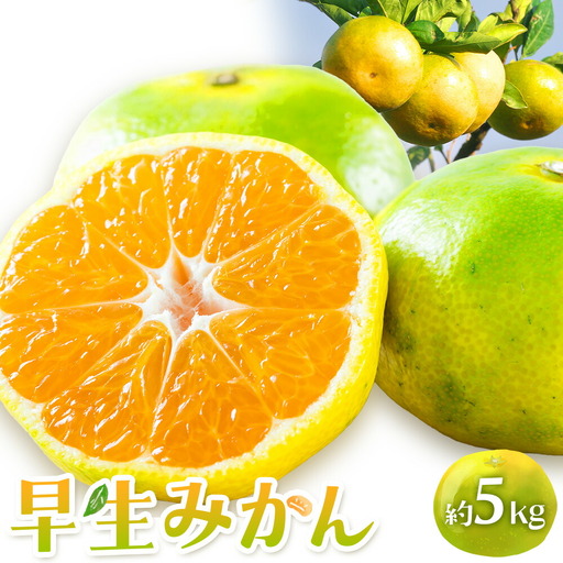 早生みかん 約5kg 農園誉 みかん