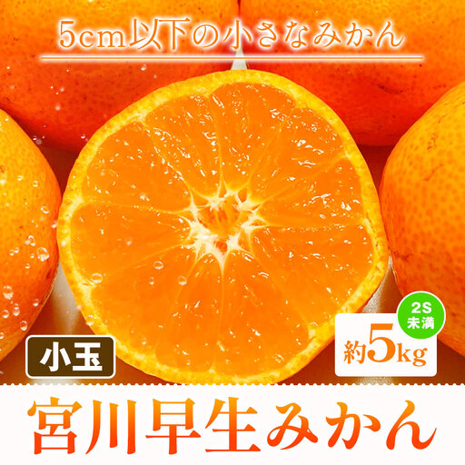 小玉 宮川早生みかん 約5kg (サイズおまかせ) うえやまファーム