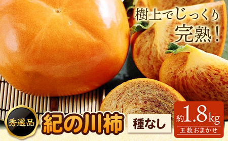 希少 紀の川柿 約1.8kg(種無し)秀選品 厳選館 [先行予約][10月中旬-11月中旬頃出荷] 和歌山県 日高川町 柿 カキ かき 紀の川柿 平核無柿 ひらたねなしかき 樹上完熟 ジューシー フルーツ 旬 種なし 玉数おまかせ