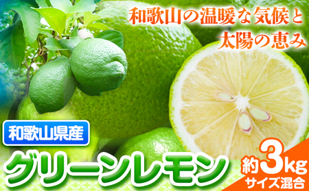 [先行予約][産直]和歌山産グリーンレモン約3kg 厳選館(サイズ混合)[2024年10月下旬-11月下旬頃出荷]和歌山県 日高川町 レモン 柑橘