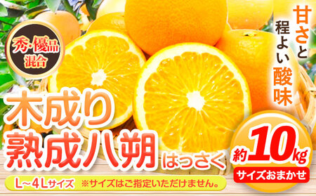 [先行予約][産直]和歌山由良町産の木成り熟成八朔 約10kg(L-4Lサイズおまかせ)厳選館 [2026年3月中旬-5月中旬頃出荷]和歌山県 日高川町 柑橘 八朔 熟成 はっさく ハッサク