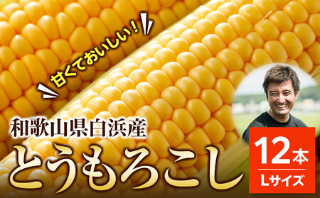 [先行予約]しらはま農家 とうもろこし Lサイズ 12本 [2026年6月発送予定]