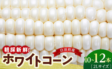 朝採 新鮮 白浜町産 ホワイトコーン とうもろこし 2Lサイズ 10〜12本 はたごや農園