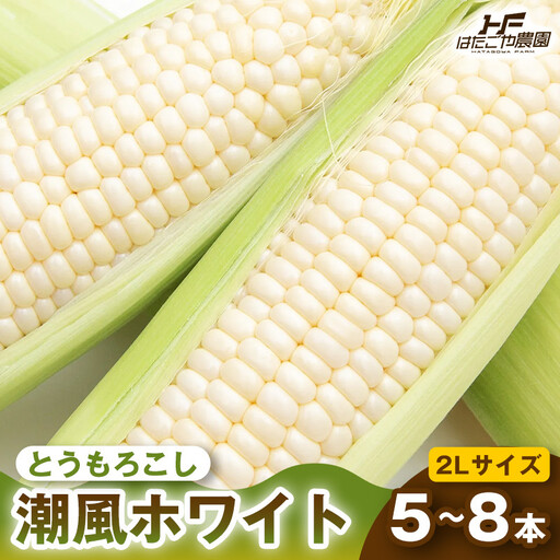 ［夏の味覚］潮風ホワイト 2Lサイズ 5～8本 1セット とうもろこし トウモロコシ 白 コーン とうもろこし BBQ 焼き肉 白浜町