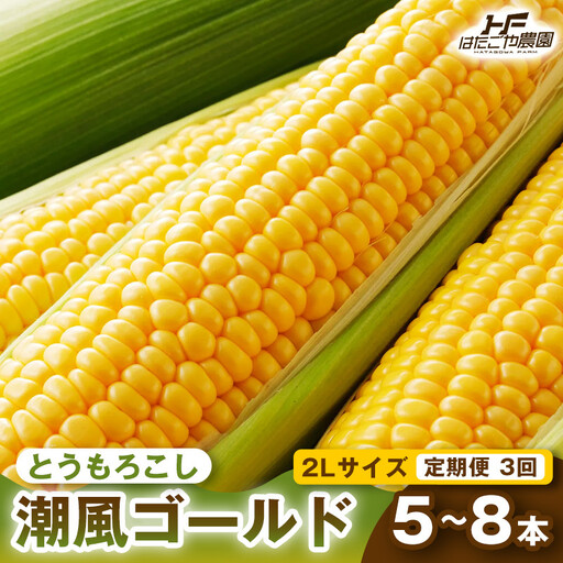 ［定期便・全3回］［夏の味覚］潮風ゴールド 2Lサイズ 5～8本 1セット とうもろこし トウモロコシ ゴールドラッシュ 黄色 潮風ゴールド スイートコーン 茹でとうもろこし BBQ 焼き肉 白浜町