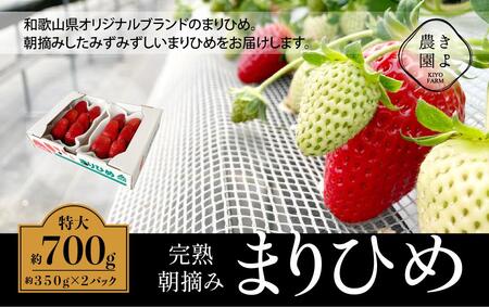 ܂Ђ߃C`S E 6`11×2pbNm2026N1{蔭nms\nmKT3n