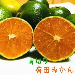 特選 青切り有田みかん 約5kg [2025年9月中旬より発送][MS30]