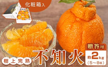 [贈答用化粧箱入] 不知火 樹上完熟 約2kg (5〜8個入)[2026年2月下旬頃〜3月下旬頃発送][KG10]