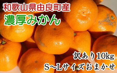 [訳あり・ご家庭用]和歌山由良町産のみかん約10kg(サイズおまかせ)★2025年11月下旬頃より順次発送[TM194]