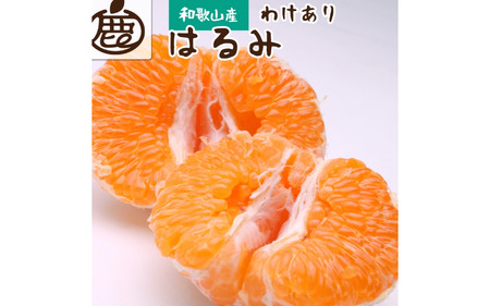 [先行予約]家庭用 はるみ1.5kg+45g(傷み補償分)[デコポンの姉妹品種・新食感春みかん][光センサー選別][わけあり・訳あり][2月より発送]※北海道・沖縄・離島への配送不可[ikd142]