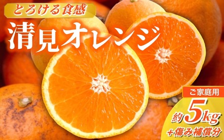 [2月より発送]家庭用 清見オレンジ 5kg+250g(傷み補償分)[光センサー食頃出荷][樹上完熟きよみオレンジ・清見タンゴール・清美][わけあり・訳あり]/ オレンジ きよみ 和歌山 ミカン みかん フルーツ 柑橘[ikd166C]