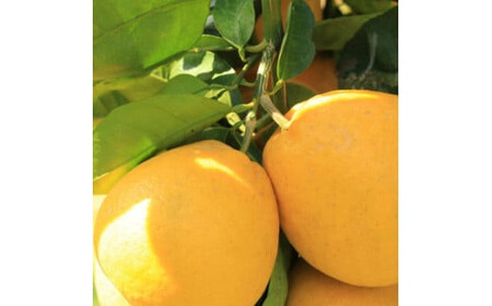 [4月中旬〜] 有田育ちの爽やか河内晩柑(ご家庭用)約3.5kg | ばんかん 文旦 グレープフルーツ 柑橘 混合 ※2026年4月中旬〜6月上旬頃に順次発送予定 ※着日指定不可[ard174A]