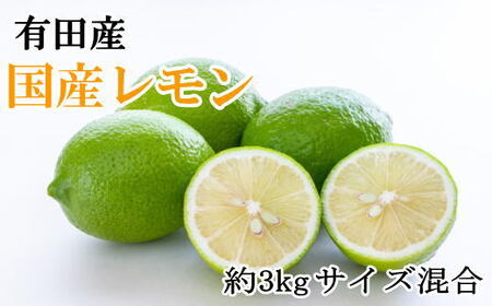 有田産の安心国産レモン約3kg (サイズ混合)※2024年10月中旬〜2025年3月下旬頃に順次発送予定(お届け日指定不可[tec943]