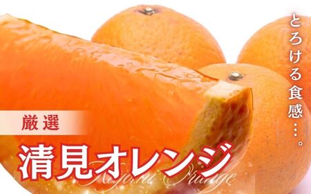[2月より発送]厳選 清見オレンジ 7.5kg+250g(傷み補償分)[光センサー食頃出荷][樹上完熟きよみオレンジ・清見タンゴール・清美]/ 和歌山 みかん オレンジ きよみ おすすめ フルーツ 果物 柑橘 ふるーつ くだもの[ikd197B]