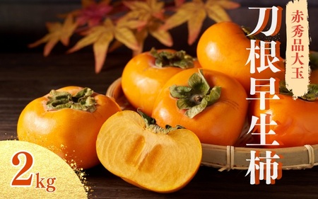 【2025年先行予約】種無し柿 早生刀根柿 1.8kg 2025年9月下旬～2025年10月下旬頃に順次発送予定（お届け日指定不可）/ 和歌山 柿 かき フルーツ 果物 くだもの 刀根 種無し【kgr003】
