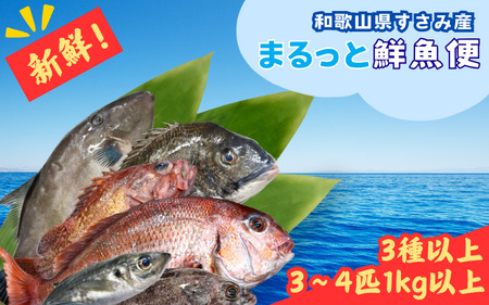 [何が届くかお楽しみ]和歌山県すさみ産 まるっと鮮魚便[3〜4匹]/ 魚介 海鮮 海の幸 魚料理 冷凍 まるごと 新鮮 刺身 和歌山 すさみ町 大容量 [scp122]