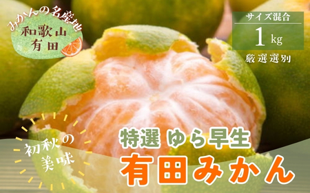 [初秋の美味]特撰 ゆら早生有田みかん 1kg[2025年10月上旬〜10月下旬頃順次発送予定]※北海道・沖縄・離島配送不可 / みかん 果物 くだもの フルーツ 有田みかん ミカン 柑橘 [ard234]