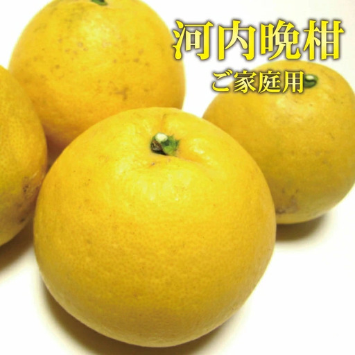 【2026年4月上旬～6月下旬頃発送】【和製グレープフルーツ】有田育ちの河内晩柑(ご家庭用)　約7.5kg※北海道・沖縄・離島配送不可【ard029C】