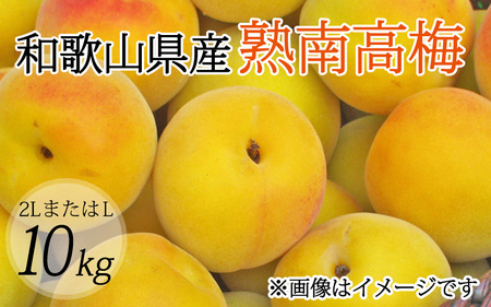 [梅干・梅酒用](2LまたはL-10Kg)熟南高梅[2025年6月上旬〜7月上旬ごろに順次発送予定]/ 梅 生梅 梅干し 梅シロップ 青梅[art011A]