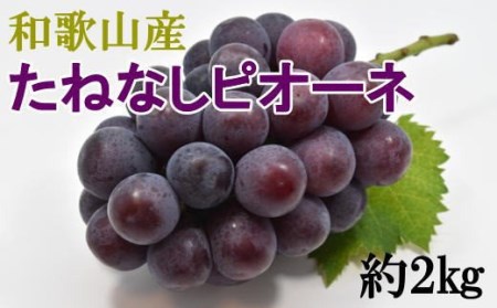 [新鮮・産直]和歌山かつらぎ町産 たねなしピオーネ 約2kg ※2025年8月中旬〜2025年9月下旬頃順次発送 / 葡萄 ブドウ ぶどう ピオーネ 和歌山 フルーツ くだもの 果物[tec500A]