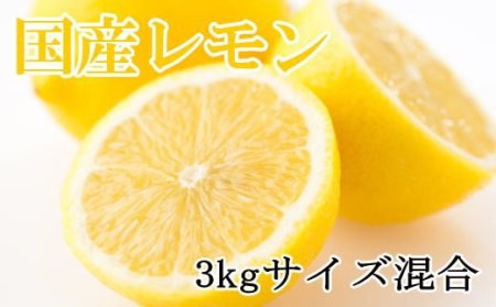 [産直]和歌山産レモン約3kg(サイズ混合)※2024年3月中旬〜5月下旬頃に順次発送[tec504]