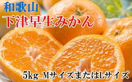 [産直]和歌山下津早生みかんMまたはL5kg ※2024年11月中旬〜2025年1月中旬頃に順次発送[tec871]